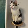 Keith participe au concours pour gagner de l'argent avec cette photo : cat, pet, indoor, wall, wooden_shelf, curious, white_and_brown, feline, animal, perched, tail, paws, looking, domestic_cat, furniture, close_up, household, cute, alert, resting