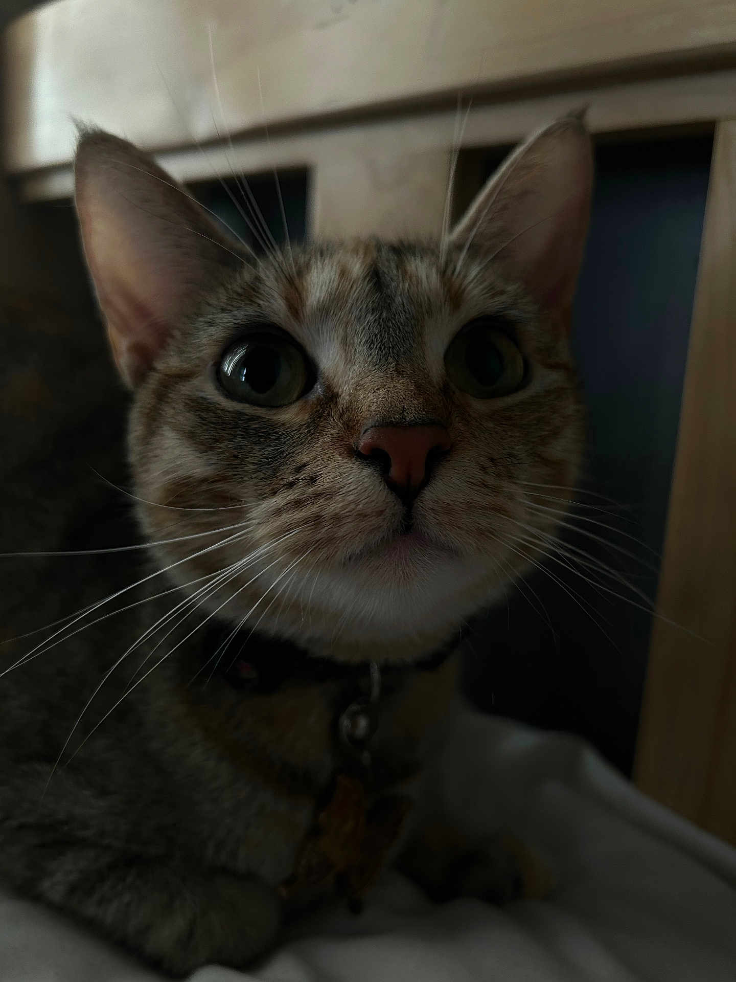 Nala joined the competition — help win amazing prizes! cat, feline, close_up, whiskers, nose, eyes, portrait, pet, collar, tag, indoor, bedding, curiosity, macro, domestic_cat, tabby, fur, ears, muzzle, big_eyes