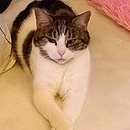 Olga Pedro participe au concours pour gagner de l'argent avec cette photo : abyssinian, angora, animal, blanket, cat, cushion, homedecor, kitten, manx, person, pet, siamese, sleeping