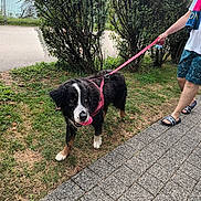Loki participe au concours pour gagner de l'argent avec cette photo : bushes, canine, casual_clothing, daylight, dog, footwear, grass, greenery, leash, nature, outdoor, park, person, pet, sandals, shorts, sidewalk, summer, tshirt, walking