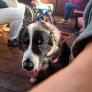Loki participe au concours pour gagner de l'argent avec cette photo : dog, indoor, wooden_floor, leash, panting, person, wheelchair, seated, casual_clothing, shoe, hand, table, chair, window, light, shadow, wood_paneling, black_and_white, pet, animal