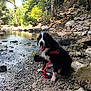 Loki a rejoint le concours — aidez-le/la à gagner de superbes lots ! adventure, animal, canine, dog, forest, happy, harness, leash, nature, outdoor, pet, recreation, riverbank, rocks, summer, sunlight, tongue_out, trees, water, wet