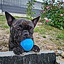 dog, french_bulldog, brindle, ball, blue_ball, grass, garden, flowers, pink_flowers, stone, stone_ledge, rocks, outdoor, pet, animal, playing, mouth, ears, close_up, nature