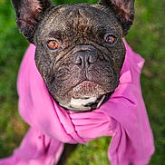Rio participe au concours pour gagner de l'argent avec cette photo : animal, brindle, centered, close_up, collar, costume, dog, ears, eyes, fashion, french_bulldog, funny, grass, muzzle, outdoor, pet, pink_clothing, portrait, standing, wrinkles
