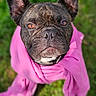 animal, brindle, centered, close_up, collar, costume, dog, ears, eyes, fashion, french_bulldog, funny, grass, muzzle, outdoor, pet, pink_clothing, portrait, standing, wrinkles