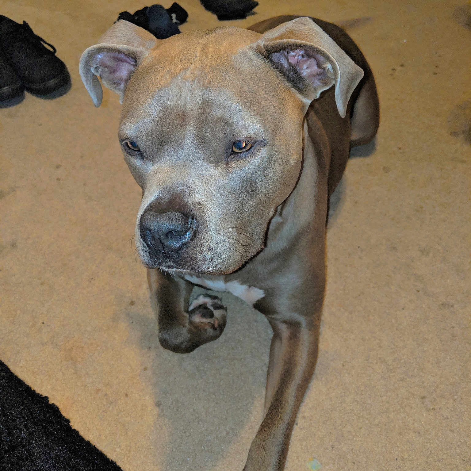 Odin is registered to the contest to win money with this photo: american_pit_bull_terrier, american_staffordshire_terrier, canidae, carnivore, dog, dog_breed, ear, fawn, mammal, non_sporting_group, pit_bull, snout, whiskers