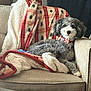 dog, curly_hair, blanket, couch, indoor, pet, collar, cozy, relaxed, furniture, living_room, holiday, christmas_pattern, fur, animal, resting, canine, home, decor, comfort