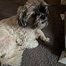 Jax joined the competition — help win amazing prizes! dog, small_dog, fluffy, carpet, indoor, pet, animal, cute, fur, lying_down, side_view, companion, relaxed, brown, white, shaggy, domestic, house, floor, quiet