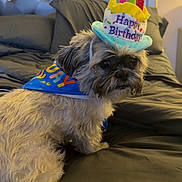 Jax joined the competition — help win amazing prizes! dog, birthday, hat, bed, bedding, headboard, pet, celebration, costume, indoor, fur, small_dog, looking, animal, cute, portrait, decor, fabric, cushion, colorful