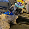 dog, birthday, hat, bed, bedding, headboard, pet, celebration, costume, indoor, fur, small_dog, looking, animal, cute, portrait, decor, fabric, cushion, colorful