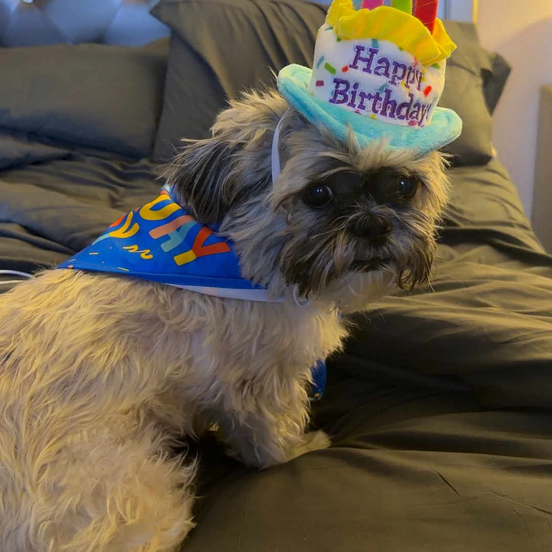Jax joined the competition — help win amazing prizes! dog, birthday, hat, bed, bedding, headboard, pet, celebration, costume, indoor, fur, small_dog, looking, animal, cute, portrait, decor, fabric, cushion, colorful