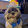 Jax joined the competition — help win amazing prizes! dog, birthday_hat, blue_bandana, pet, cute, small_dog, bed, indoor, tongue_out, fur, animal, celebration, looking_up, adorable, home, furniture, television, blurred_background, canine, companion