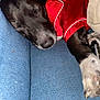 dog, sleeping, black_dog, white_paw, red_clothing, blue_couch, blanket, cozy, resting, pet, animal, indoor, paw, fur, napping, relaxed, snout, soft_texture, domestic, closeup
