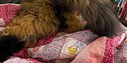 Bird is registered to the contest to win money with this photo: cat, fluffy, tail, quilt, patchwork, person, indoor, bed, blanket, furniture, sitting, brown, black, hair, glasses, sleeve, face, head, relaxed, cozy