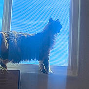 Bird is registered to the contest to win money with this photo: cat, window, silhouette, blue_sky, sunlight, indoor, pet, feline, windowsill, shadow, screen, fur, animal, houseplant, quiet, daylight, resting, domestic, curious, profile