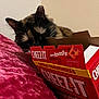Bird is registered to the contest to win money with this photo: cat, tortoiseshell, cheez_it, snack_box, red_box, food_packaging, curious_cat, indoor, velvet, plush_surface, pet, feline, cheese_crackers, close_up, wall, animal, resting, brown_black_fur, domestic_cat, snack_time