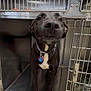 Libby is registered to the contest to win money with this photo: dog, black_dog, kennel, metal_cage, pet, animal, smiling_dog, collar, dog_tag, indoor, floor, white_patch, canine, captive, looking_up, happy, cute, friendly, shelter, pet_care