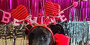 Libby joined the competition — help win amazing prizes! dog, black_dog, costume, red_feather_boa, heart_headband, party_decorations, streamers, banner, indoor, flooring, celebration, festive, pet, animal, cute, portrait, canine, holiday, adorable, fun