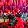 dog, black_dog, costume, red_feather_boa, heart_headband, party_decorations, streamers, banner, indoor, flooring, celebration, festive, pet, animal, cute, portrait, canine, holiday, adorable, fun