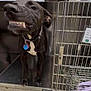 Libby joined the competition — help win amazing prizes! dog, kennel, cage, metal, black_dog, white_patch, teeth, grimace, animal_shelter, veterinary, collar, tag, floor, concrete, indoor, pet, canine, fence, bars, leash