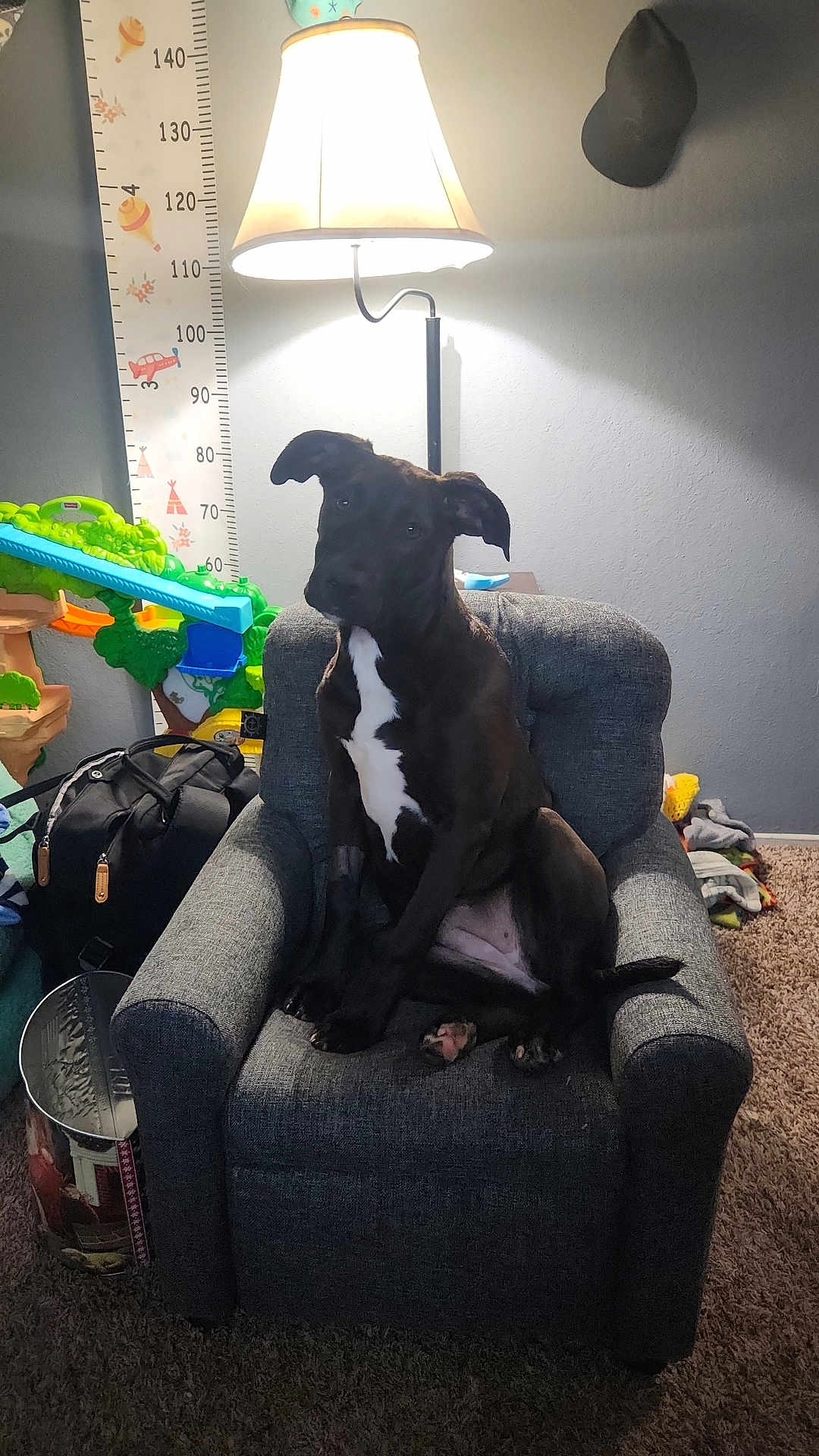 Libby joined the competition — help win amazing prizes! dog, black_dog, armchair, lamp, height_chart, backpack, toy, carpet, wall, indoor, pet, furniture, sitting, white_patch, looking, cozy, home, floor, light, room