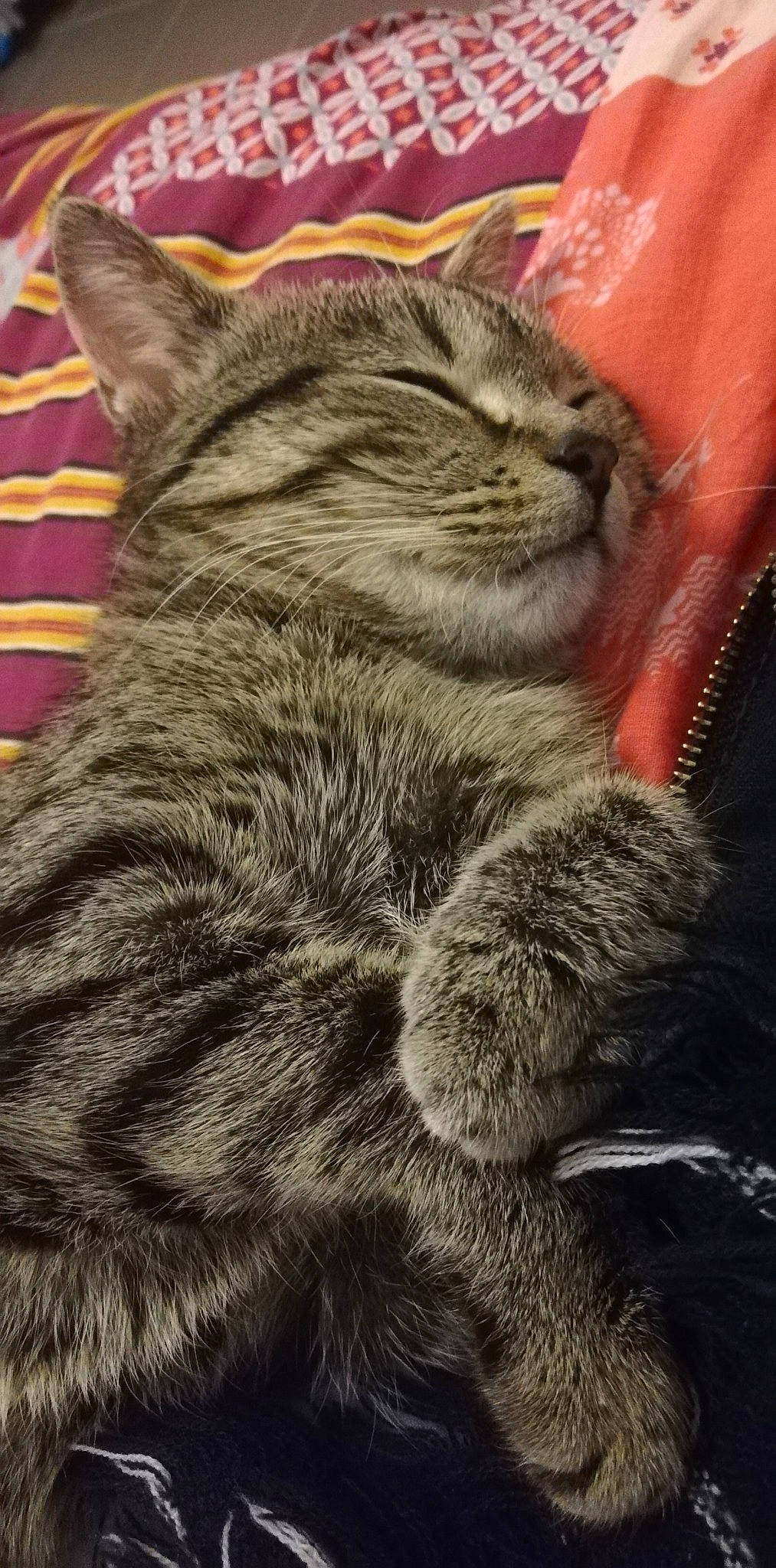 Coffee a rejoint le concours — aidez-le/la à gagner de superbes lots ! american_shorthair, asian, british_shorthair, california_spangled, carnivore, cat, domestic_short_haired_cat, dragon_li, european_shorthair, fawn, felidae, fur, kitten, mammal, nap, pixie_bob, small_to_medium_sized_cats, snout, tabby_cat, whiskers