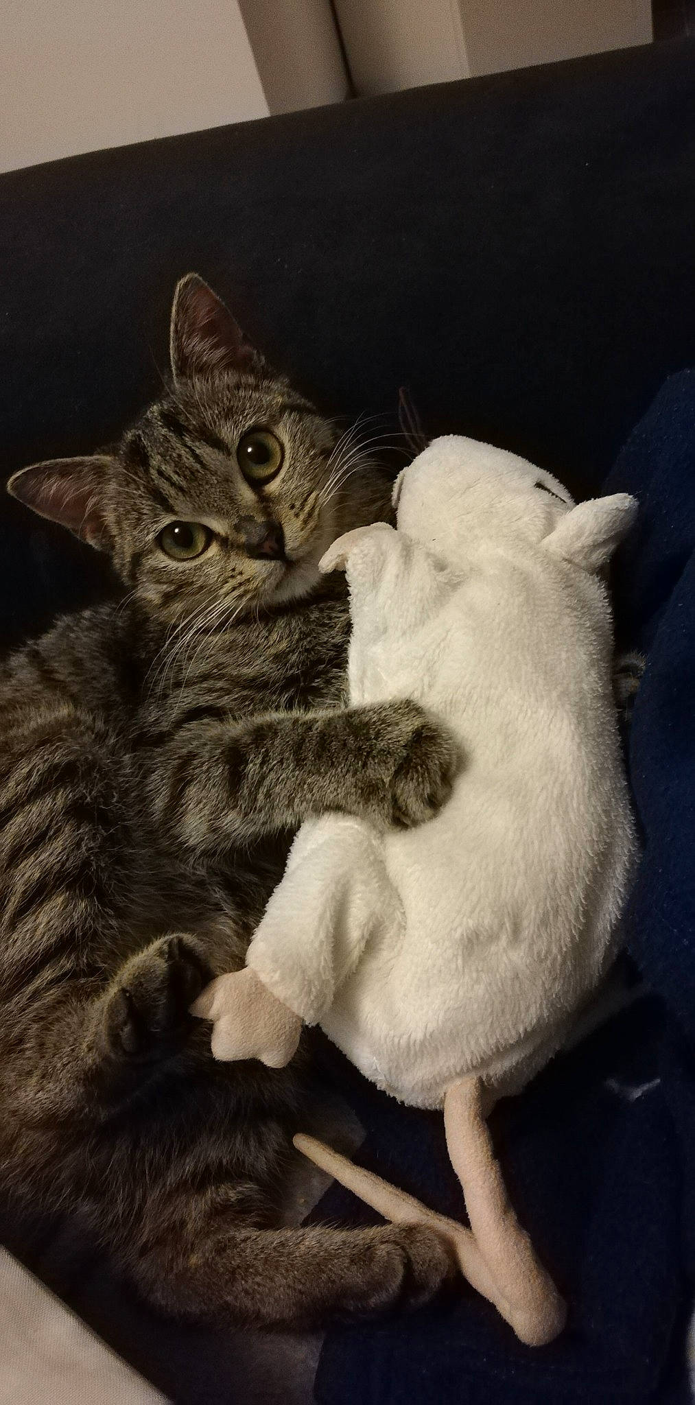 Coffee a rejoint le concours — aidez-le/la à gagner de superbes lots ! asian, british_shorthair, carnivore, cat, domestic_short_haired_cat, european_shorthair, felidae, fur, hug, kitten, mammal, small_to_medium_sized_cats, tabby_cat, whiskers