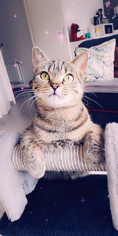 Coffee participe au concours pour gagner de l'argent avec cette photo : aegean_cat, american_shorthair, american_wirehair, asian, carnivore, cat, domestic_short_haired_cat, dragon_li, ear, european_shorthair, fawn, felidae, fur, kitten, mammal, paw, polydactyl_cat, small_to_medium_sized_cats, tabby_cat, whiskers