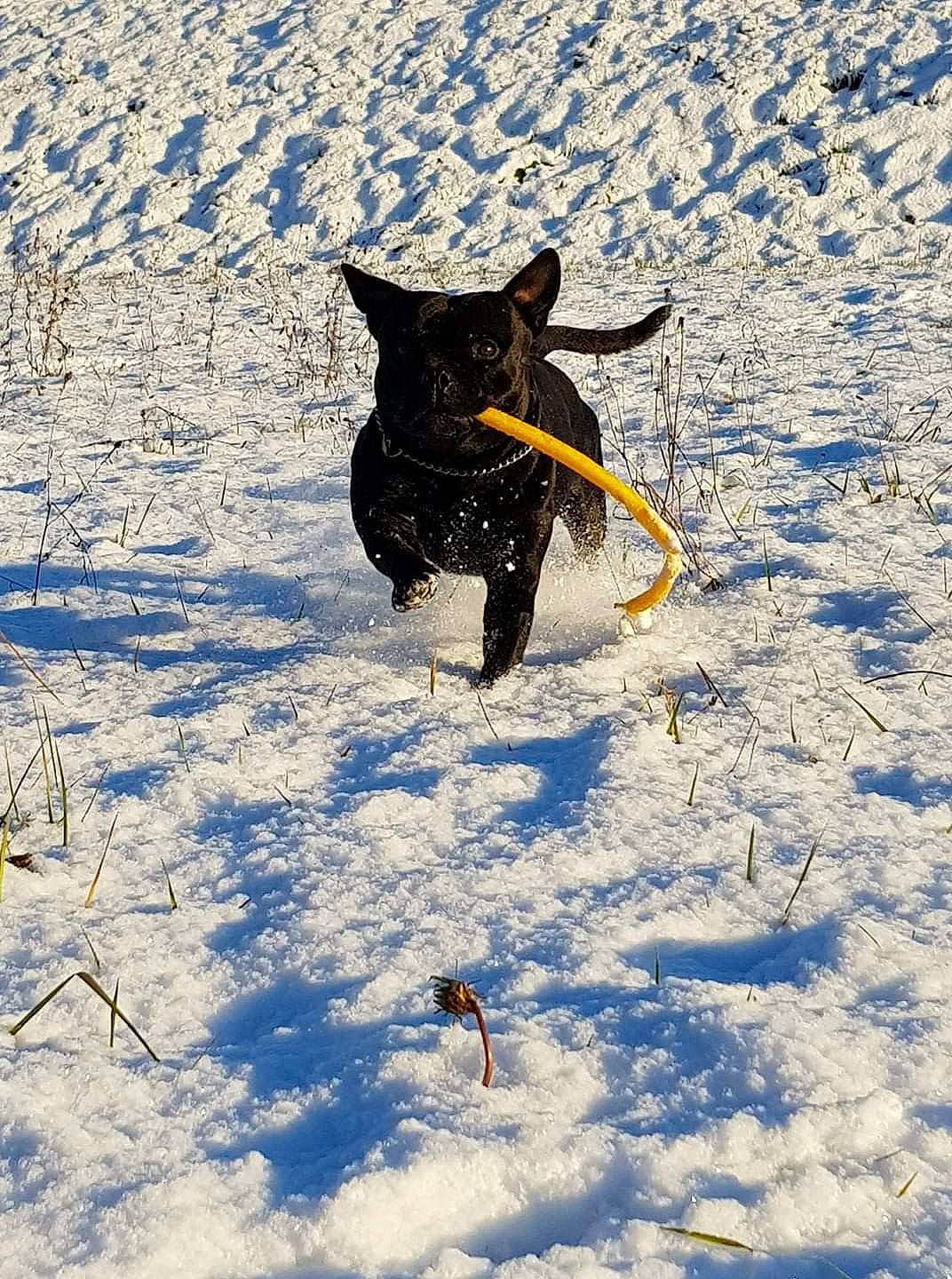Jengo participe au concours pour gagner de l'argent avec cette photo : canidae, carnivore, dog, dog_breed, freezing, guard_dog, hat, hunting_dog, playing_in_the_snow, pointing_breed, recreation, retriever, slope, snow, sporting_group, tail, wind_wave, winter, working_animal, working_dog