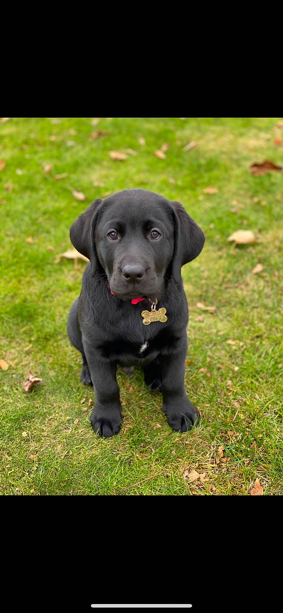 Levi joined the competition — help win amazing prizes! blue_lacy, canidae, carnivore, companion_dog, dog, dog_breed, gun_dog, labrador_retriever, puppy, retriever, snout, sporting_group, working_animal, working_dog