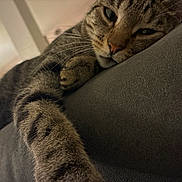 Chino participe au concours pour gagner de l'argent avec cette photo : cat, tabby, paw, close_up, relaxed, stretching, indoor, soft_lighting, furniture, laying_down, whiskers, fur, animal, pet, cozy, sleepy, home, domestic_cat, striped, resting