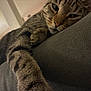 cat, tabby, paw, close_up, relaxed, stretching, indoor, soft_lighting, furniture, laying_down, whiskers, fur, animal, pet, cozy, sleepy, home, domestic_cat, striped, resting