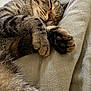 Chino participe au concours pour gagner de l'argent avec cette photo : cat, tabby, sleeping, paws, close_up, fur, whiskers, cozy, nap, pet, animal, indoor, relaxing, cute, mammal, feline, soft_texture, resting, peaceful, domestic_cat