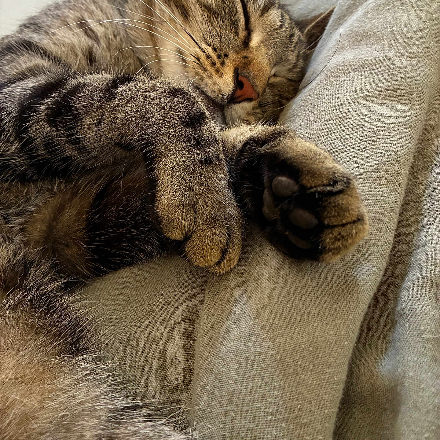 Chino participe au concours pour gagner de l'argent avec cette photo : animal, cat, close_up, cozy, cute, domestic_cat, feline, fur, indoor, mammal, nap, paws, peaceful, pet, relaxing, resting, sleeping, soft_texture, tabby, whiskers