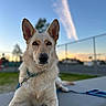 dog, canine, pet, outdoor, sunset, sky, cloud, collar, leash, concrete, fence, blurred_background, animal, muzzle, ears, fur, resting, nature, daylight, portrait