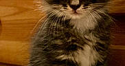 Cosmo is registered to the contest to win money with this photo: animal, black_and_white, cat, close_up, cute, ears, fluffy, fur, green_eyes, indoors, kitten, longhaired, pet, portrait, sitting, tuxedo_cat, warm_lighting, whiskers, white_paws, wooden_floor