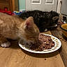 Cosmo is registered to the contest to win money with this photo: animal, bowl, cat, cute, dinner, eating, food, fur, home, hungry, indoor, kitchen, kitten, orange_cat, pet, plate, tabby_cat, wet_food, whiskers, wooden_table