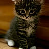 Cosmo is registered to the contest to win money with this photo: animal, black_and_white, cat, close_up, ears, eyes, face, fluffy, fur, indoor, kitten, paws, pet, portrait, sitting, tabby, warm_lighting, whiskers, white_paws, wooden_surface