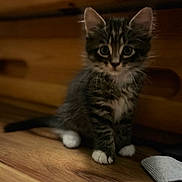 Cosmo joined the competition — help win amazing prizes! animal, cat, close_up, ears, eyes, fluffy, home, indoors, kitten, pet, portrait, sitting, sock, striped_fur, tabby, warm_lighting, whiskers, white_paws, wood, wooden_floor