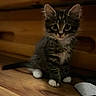 animal, cat, close_up, ears, eyes, fluffy, home, indoors, kitten, pet, portrait, sitting, sock, striped_fur, tabby, warm_lighting, whiskers, white_paws, wood, wooden_floor