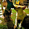Kitty joined the competition — help win amazing prizes! dog, pets, outdoor, grass, night, porch, furniture, collar, shadow, animal, canine, companionship, touching_noses, love, friendship, backyard, relaxing, evening, two_dogs, cute