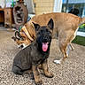 Kitty is registered to the contest to win money with this photo: puppy, dog, tongue_out, sitting, playful, pet, animal, brown_fur, black_fur, ears_up, outdoor, patio, blurry_background, happy, companion, young_dog, domestic_animal, two_dogs, friendly, curious