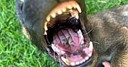 Kitty joined the competition — help win amazing prizes! dog, mouth, teeth, tongue, grass, closeup, blurred, animal, pet, outdoor, green_grass, snout, canine, fangs, pink_tongue, whiskers, playful, nature, open_mouth, fur