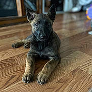 Kitty is registered to the contest to win money with this photo: puppy, dog, floor, wooden_floor, pet, animal, indoor, young_dog, cute, ears, fur, lying_down, attention, blurry_background, domestic_animal, canine, portrait, front_paws, brown, black