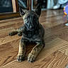 animal, attention, black, blurry_background, brown, canine, cute, dog, domestic_animal, ears, floor, front_paws, fur, indoor, lying_down, pet, portrait, puppy, wooden_floor, young_dog