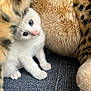 Arrow participe au concours pour gagner de l'argent avec cette photo : kitten, white_cat, blue_eyes, plush_toy, leopard_print, furry, soft_texture, curious, pet, animal, indoor, closeup, cute, small, sitting, fabric, feline, young, playful, cozy