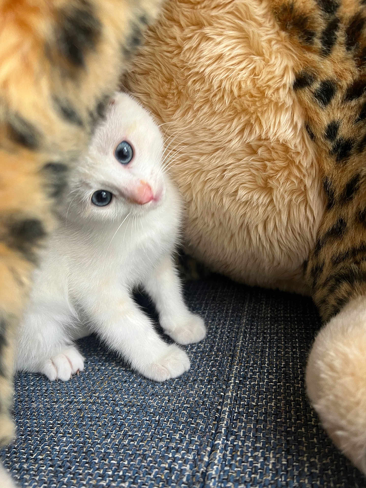 Arrow participe au concours pour gagner de l'argent avec cette photo : kitten, white_cat, blue_eyes, plush_toy, leopard_print, furry, soft_texture, curious, pet, animal, indoor, closeup, cute, small, sitting, fabric, feline, young, playful, cozy