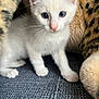 kitten, cat, white_fur, blue_eyes, curious, pet, animal, feline, whiskers, indoor, soft_texture, plush, leopard_print, close_up, young, cute, small, domestic_cat, fur, paw