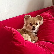 Princesse a rejoint le concours — aidez-le/la à gagner de superbes lots ! animal, canine, companion, couch, cozy, cute, dog, ears, fur, furniture, home, indoor, living_room, looking_at_camera, pet, portrait, red_couch, relaxed, sitting, small_dog