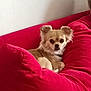 animal, canine, companion, couch, cozy, cute, dog, ears, fur, furniture, home, indoor, living_room, looking_at_camera, pet, portrait, red_couch, relaxed, sitting, small_dog